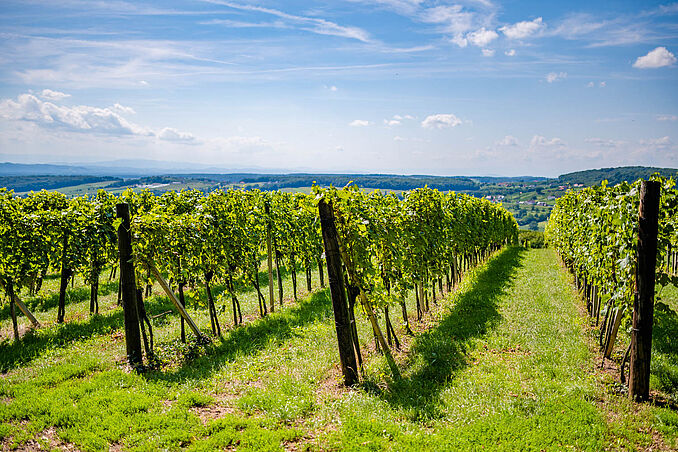 Weinberge um Tieschen